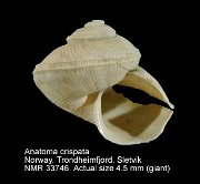 Anatoma crispata (2)